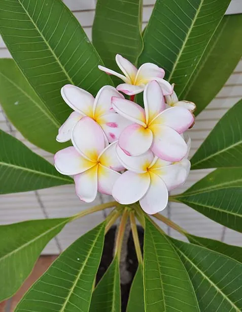 bloemen bij gedicht 693