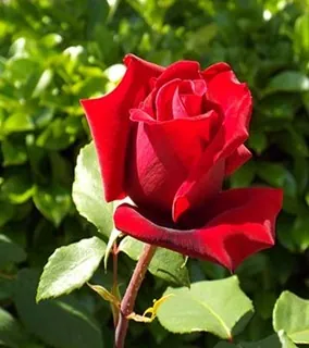 697 - rozen